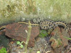 Amphiesma stolatum
