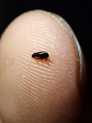 Ctenocephalides canis