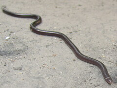 Indotyphlops braminus