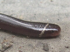 Indotyphlops braminus