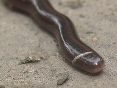 Indotyphlops braminus