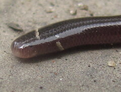 Indotyphlops braminus