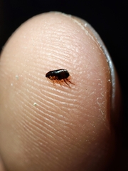 Ctenocephalides canis