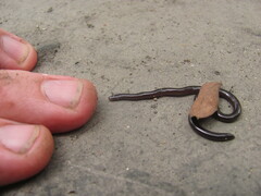 Indotyphlops braminus