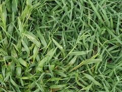 Urochloa plantaginea