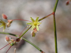 Eriogonum inflatum