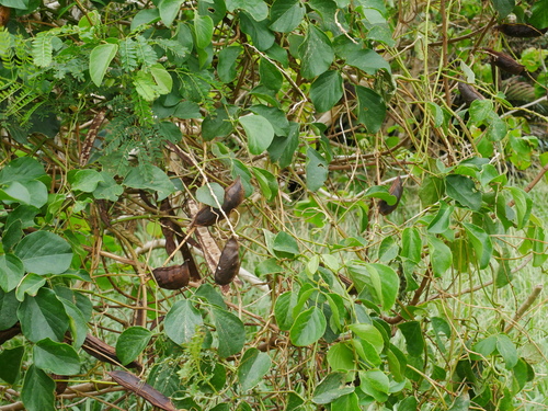 Image of Asian Beach Jackbean (Canavalia lineata) by (c) Jacy Chen, some rights reserved (CC BY)