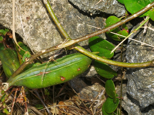 Image of Canavalia lineata by (c) Jacy Chen, some rights reserved (CC BY)