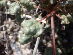 Eriogonum inflatum