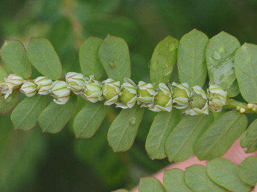 Image of Phyllanthus leucanthus by (c) Kevin Faccenda, some rights reserved (CC BY)
