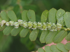 Phyllanthus leucanthus