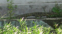 Varanus salvator