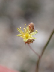 Eriogonum inflatum