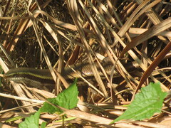 Eutropis carinata