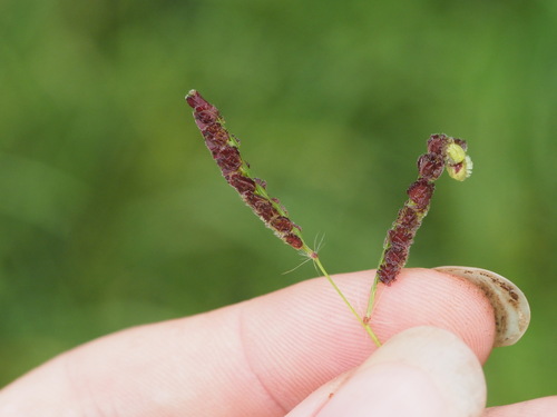 Paspalum fimbriatum iNat (1)