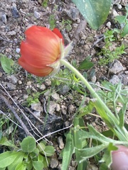 Ranunculus asiaticus