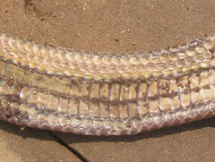 Enhydris enhydris