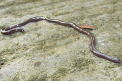 Indotyphlops braminus