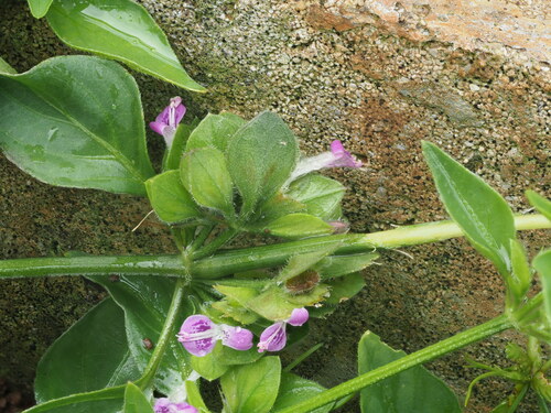 Dicliptera chinensis observed 2023-02-20