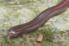 Indotyphlops braminus