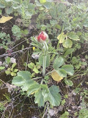 Ranunculus asiaticus