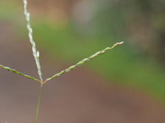 Digitaria nuda