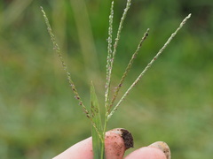 Digitaria longiflora