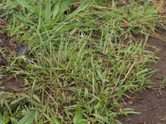 Digitaria longiflora