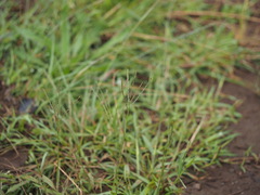 Digitaria longiflora