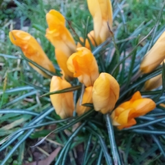 Crocus chrysanthus