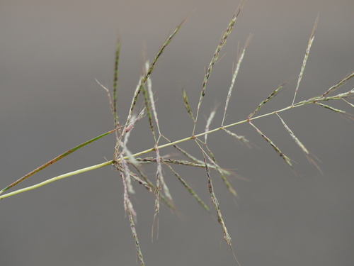Bothriochloa bladhii observed 2023-02-20