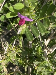 Vicia sativa