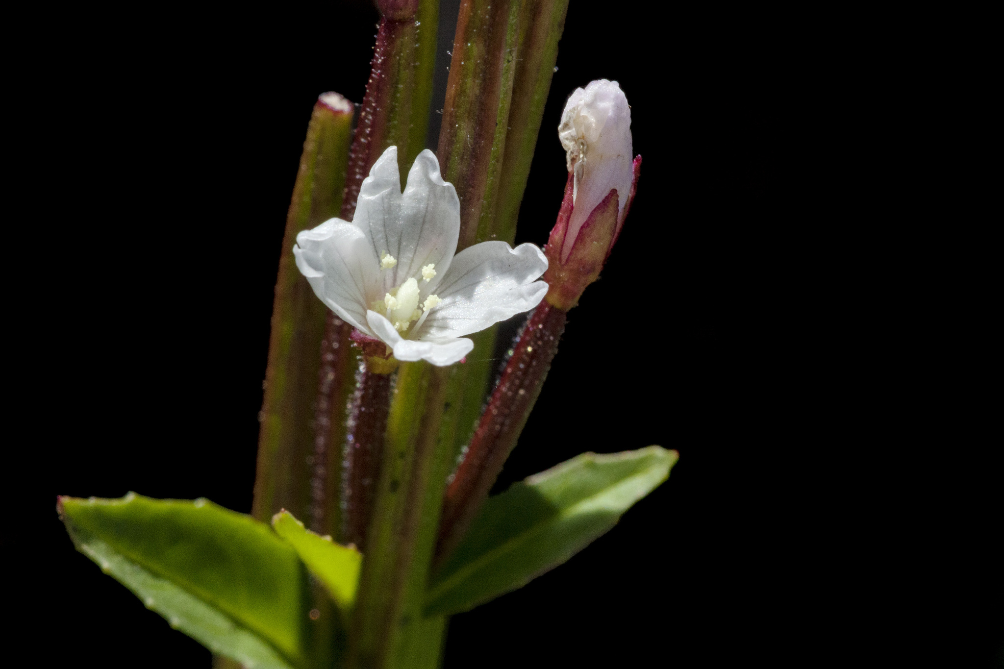 Epilobium saximontanum