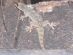 Hemidactylus platyurus