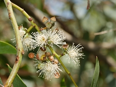 Eucalyptus cephalocarpa