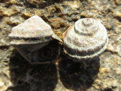 Littorina brevicula