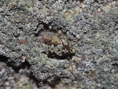 Anthribidae