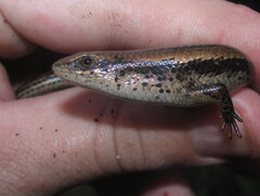 Eutropis macularia