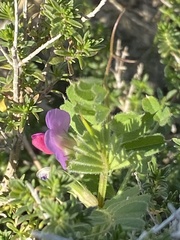Vicia sativa