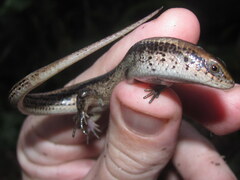 Eutropis macularia