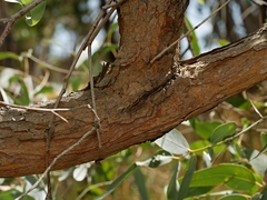 Eucalyptus cephalocarpa