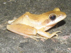 Polypedates maculatus