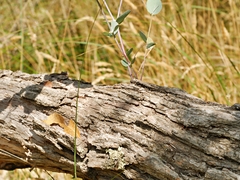 Eucalyptus cephalocarpa