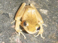 Polypedates maculatus