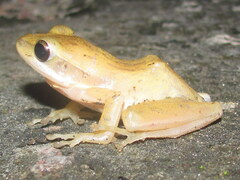 Polypedates maculatus