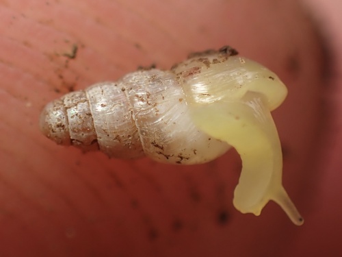 Spiked Awlsnail, Ko‘olau Forest Reserve, Haiku, HI, US, photo 5 of 10