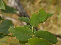 Eucalyptus cephalocarpa