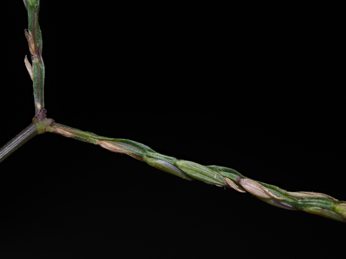 Image of Digitaria nuda by (c) Kevin Faccenda, some rights reserved (CC BY)