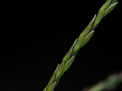 Digitaria nuda