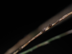 Digitaria longiflora